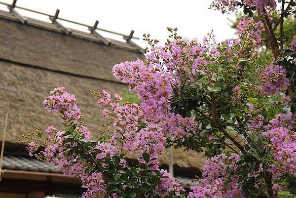 IMG_3253 IMG_3253
