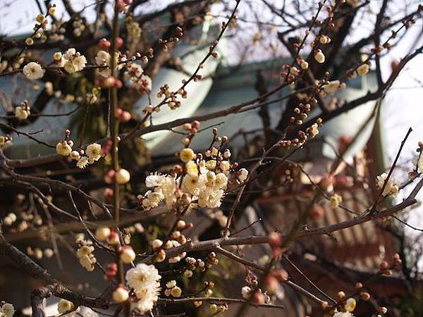 古寺與梅花的對話