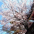 寺院。天空。櫻花