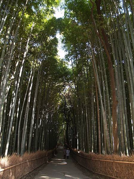 嵐山竹林之道