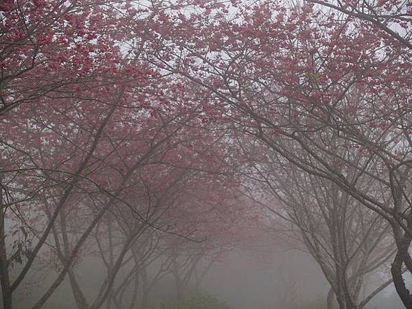 雲霧中的山櫻花海