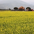 農村。廟宇。油菜花