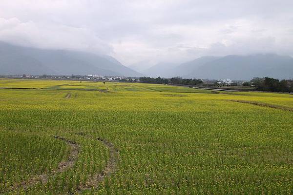 稻田裡一望無際油菜花