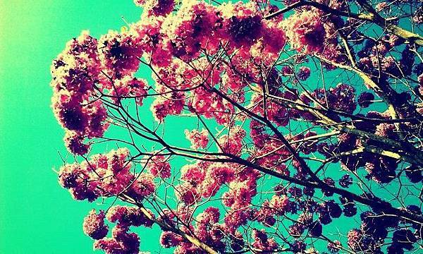 1545061_10152118746920753_1901740669_n