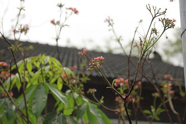IMG_9496 IMG_9496