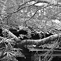 IMG_9618