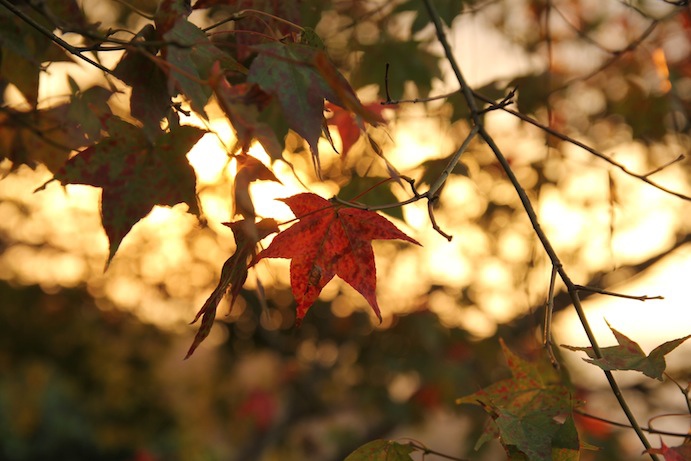IMG_5642 IMG_5642