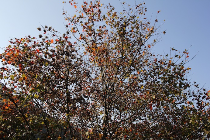 IMG_5921 IMG_5921