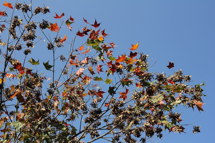 IMG_5930 IMG_5930