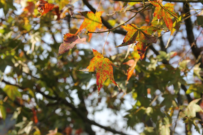 IMG_5933 IMG_5933