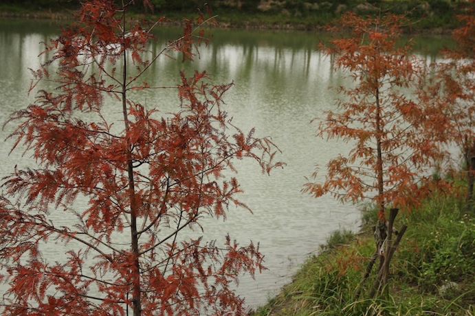 IMG_6277 IMG_6277
