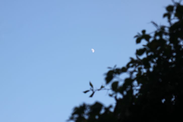 IMG_1450 IMG_1450