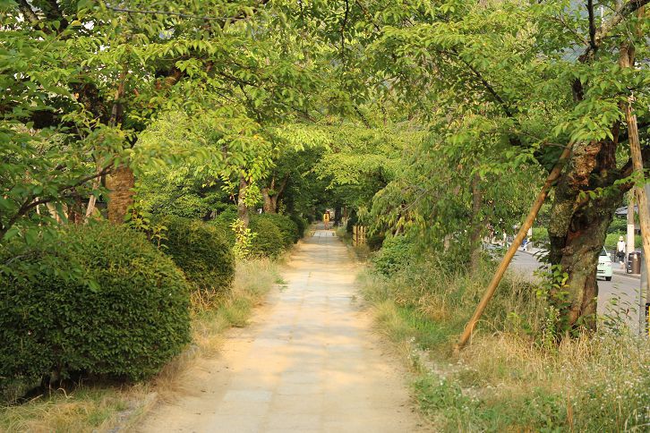 夏日哲學之道.jpg 夏日哲學之道.jpg