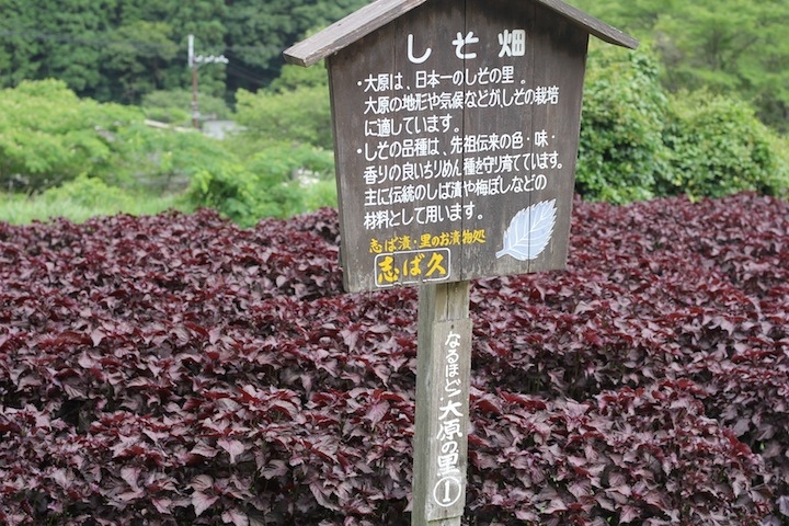 IMG_9054.JPG IMG_9054.JPG