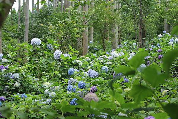 京都私心 大原三千院六訪 初夏紫陽花的繽紛夢境 25度c的空白 痞客邦