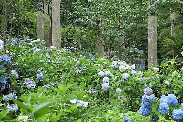 京都私心 大原三千院六訪 初夏紫陽花的繽紛夢境 25度c的空白 痞客邦