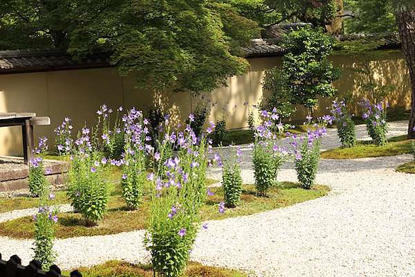 京都 私心推薦 以桔梗與紫式部之名 夏日京都廬山寺 25度c的空白 痞客邦 京都 私心推薦 以桔梗與紫式部之名 夏日京都廬山寺 25度c的空白 痞客邦