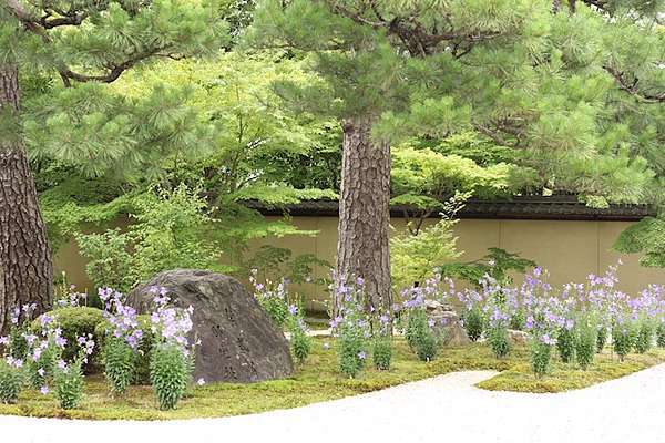 京都 私心推薦 以桔梗與紫式部之名 夏日京都廬山寺 25度c的空白 痞客邦 京都 私心推薦 以桔梗與紫式部之名 夏日京都廬山寺 25度c的空白 痞客邦