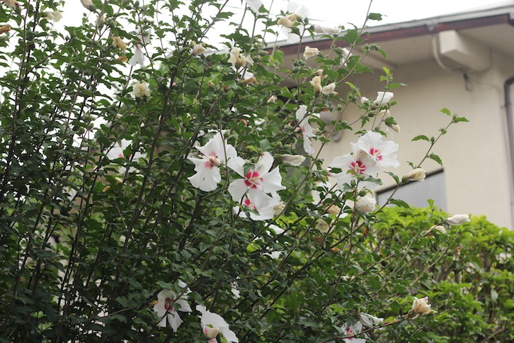京都 私心推薦 以桔梗與紫式部之名 夏日京都廬山寺 25度c的空白 Udn部落格 京都 私心推薦 以桔梗與紫式部之名 夏日京都廬山寺 25度c的空白 Udn部落格
