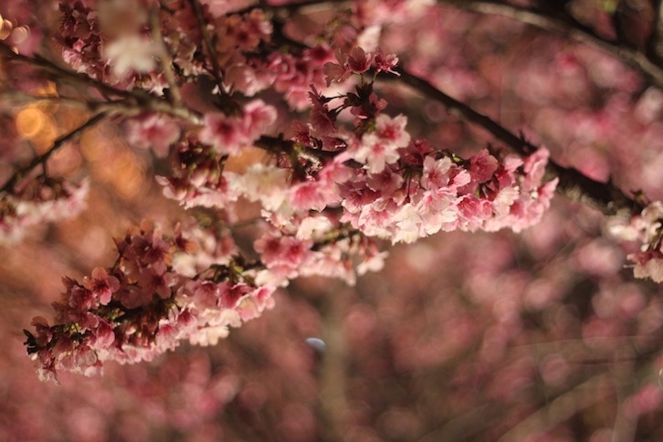 IMG_6398 IMG_6398