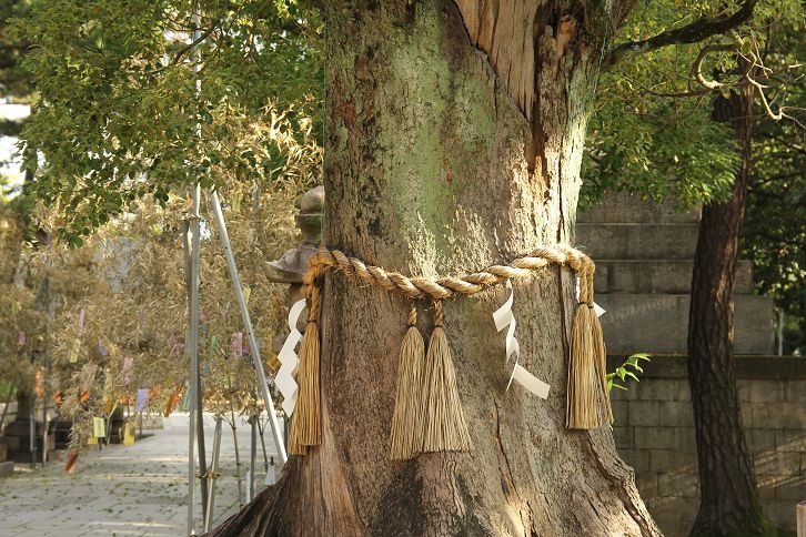 IMG_1350 IMG_1350