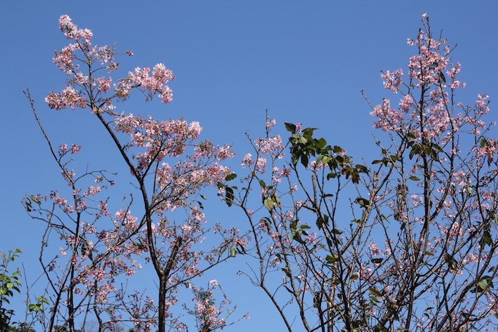 IMG_2535 IMG_2535