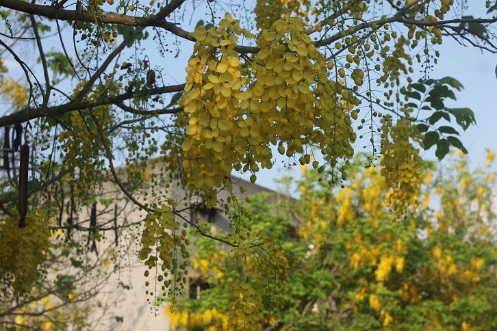 IMG_7367 IMG_7367