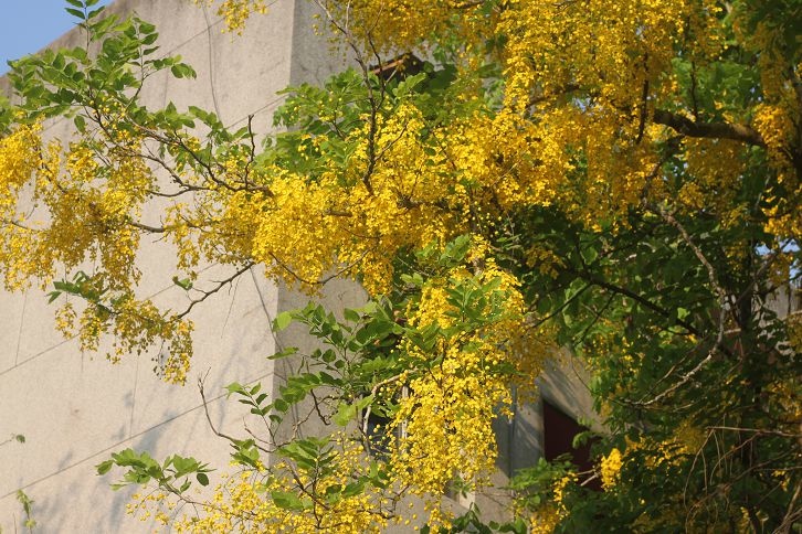 IMG_7385 IMG_7385