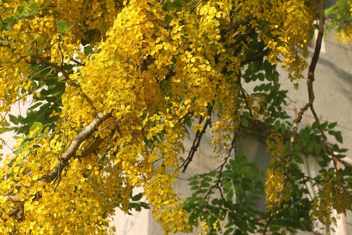IMG_7395 IMG_7395