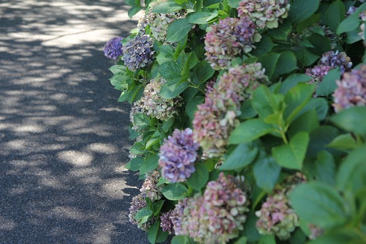 IMG_0191 IMG_0191