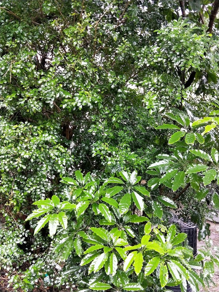 IMG20171231152031 IMG20171231152031