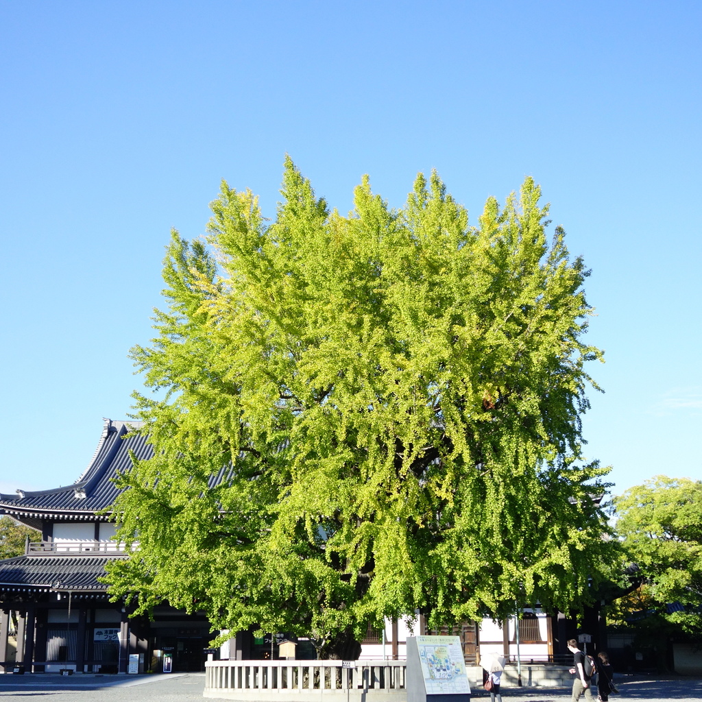 西本願寺大銀杏.jpg