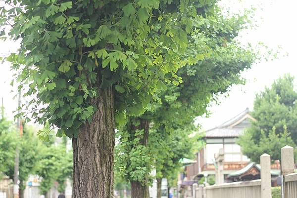 京都心靈散步-京都早晨。從四条烏丸往神泉苑。人情喫茶チロル