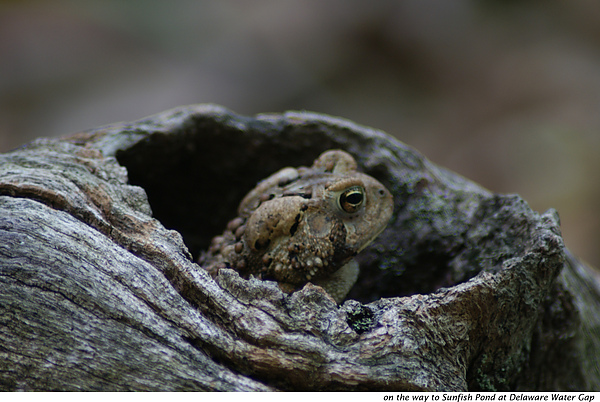 frog in hole