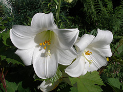 White Lilies