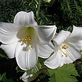 White Lilies