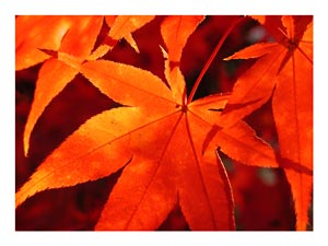 Japanese-Maple-Leaves