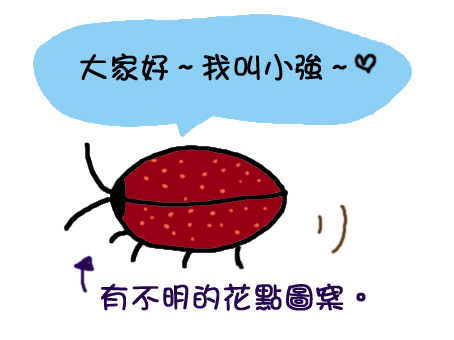 小強 小強