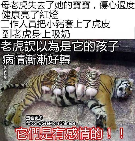 母老虎失去了寶寶 母老虎失去了寶寶