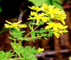 「“St. John's Wort”中文」的圖片搜尋結果