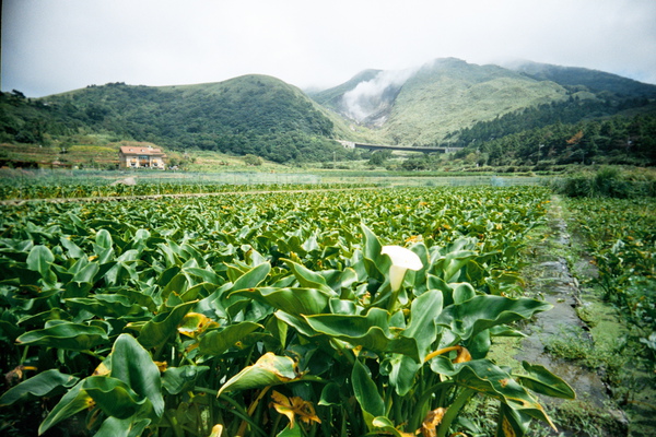 小油坑煙很大