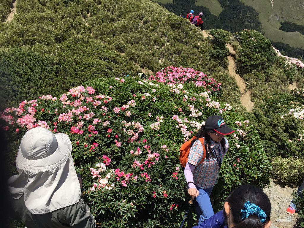 合歡山東峰 060