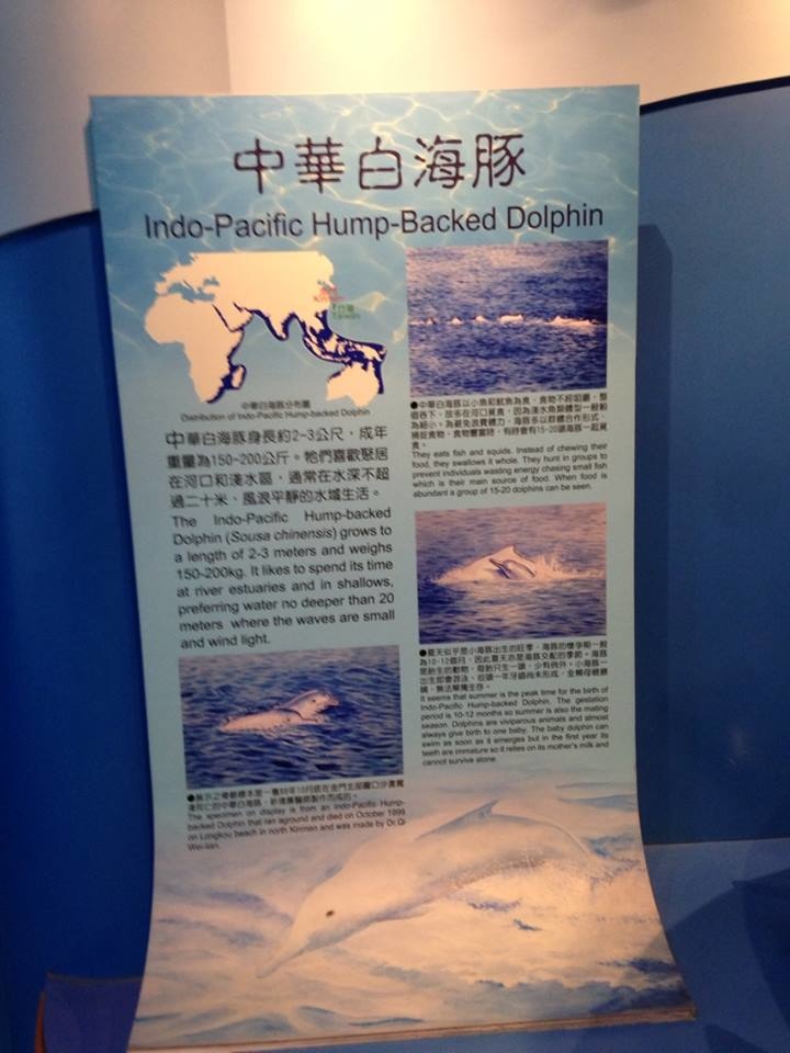 原來最近很夯的保育動物～《中華白海豚》在金門出現。— 在金門雙鯉湖濕地生態館。3.jpg