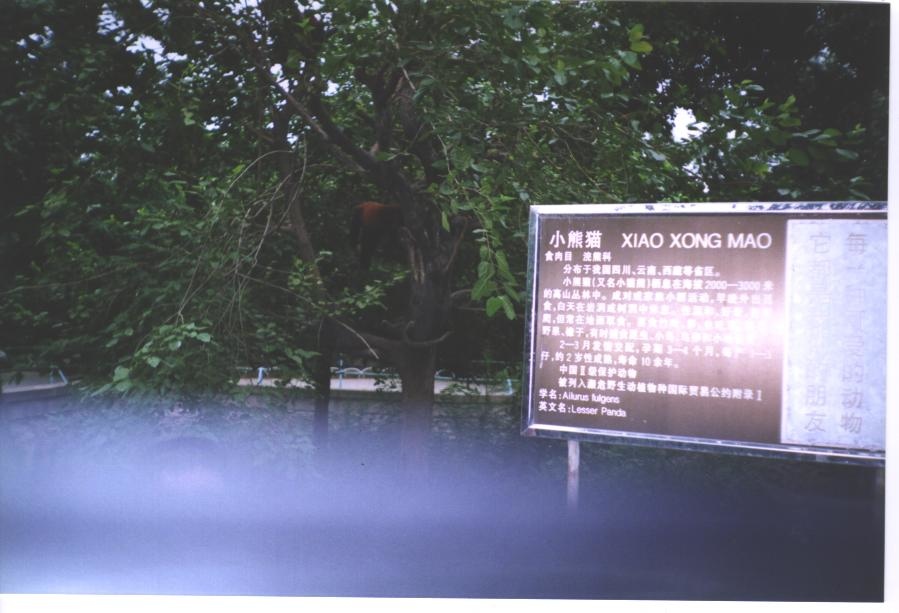 25-小熊貓.jpg