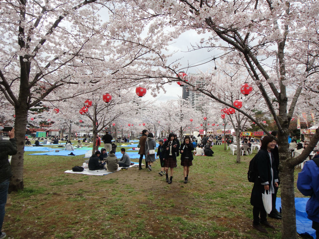 日本仙台自由行 意外的賞櫻點 日本東北大學 仙台西公園 雪花台湾