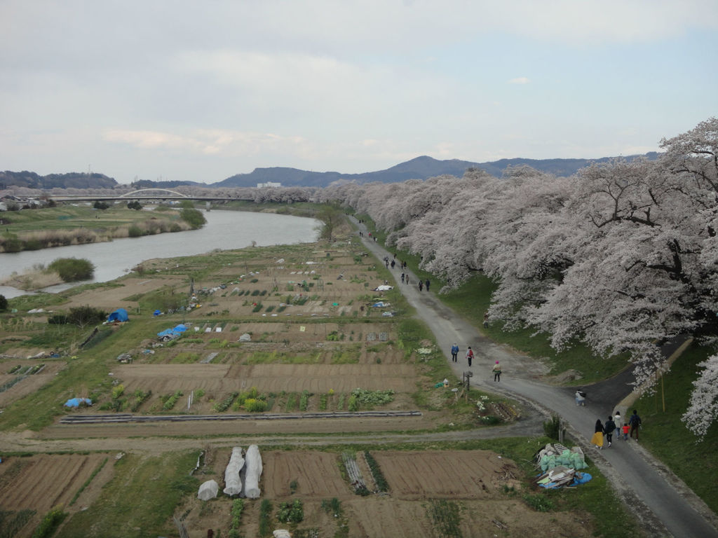 日本仙台自由行 白石川堤 一目千本櫻 雪花台湾 日本仙台自由行 白石川堤 一目千本櫻 雪花台湾