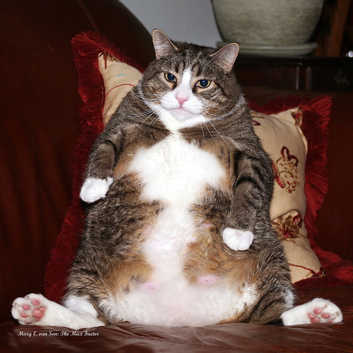 fatcat1