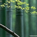 [wall001.com]_bamboos_GA083