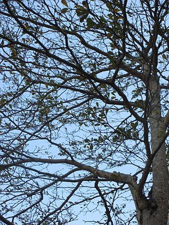 IMG_0852.JPG IMG_0852.JPG