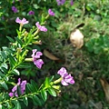 IMG_20170209_075057_066.jpg
